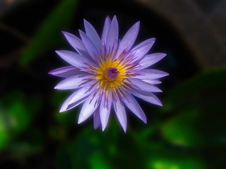 Obraz premium Selection focus purple lotus on nature background