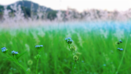 selection close up grass flowers on blur grass field background