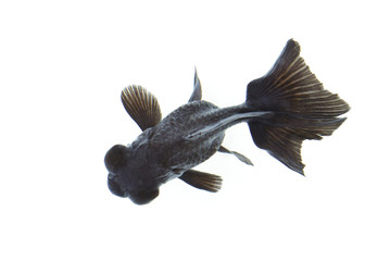 Obraz premium Image of black goldfish Isolated on white background. Animal. Pet.