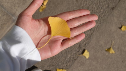 YELLOW LEAF