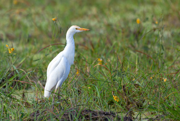 beautiful bird Cattle egret family Ardeidae(Bubulcus ibis) in moremi game reserve, Botswana Africa safari wildlife