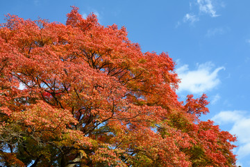 tree in autumn