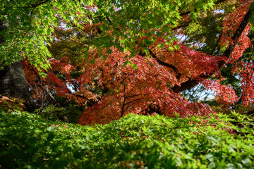 autumn leaves in forest