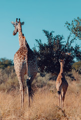 Beautiful South African giraffe with calf natural habitat african bush, Moremi Game reserve Botswana, Africa safari wildlife
