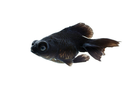 Image of black goldfish Isolated on white background. Animal. Pet.