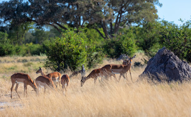 Naklejka premium herd of Impala antelope in natural habitat, Moremi Game Reserve Botswana, Africa wildlife
