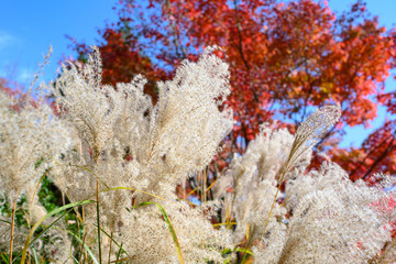 pampas grass