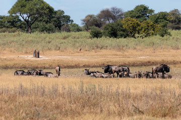 Fototapeta na wymiar wild herd of Blue Wildebeest Gnu in natural habitat Moremi Game reserve, green swamp after rain season. Botswana Africa wildlife safari