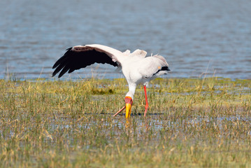 big bird Yellow-billed stork (Mycteria ibis) catching food in okavango swamp to long beak in natiral habitat Moremi game reserve Botswana, Africa wildlife