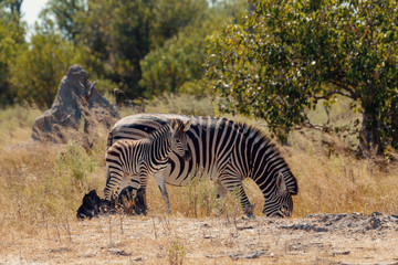 cute zebra foal with mother in natural habitat Moremi Game reserve, green swamp after rain season. Botswana Africa wildlife safari