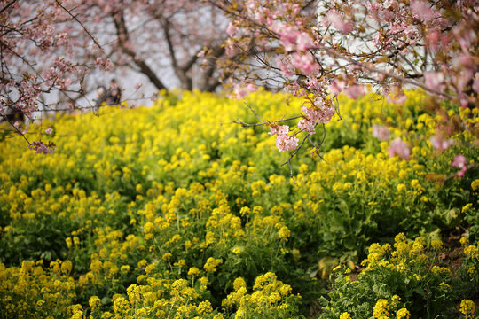 河津桜と菜の花