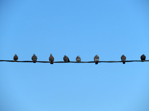 Birds sitting on a wire in a row. Flock of pigeons on the cables isolated on background of clear blue sky