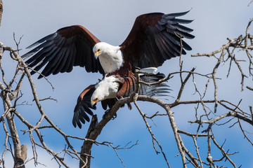 Paarung der Schreiseeadler (African Fish Eagle)