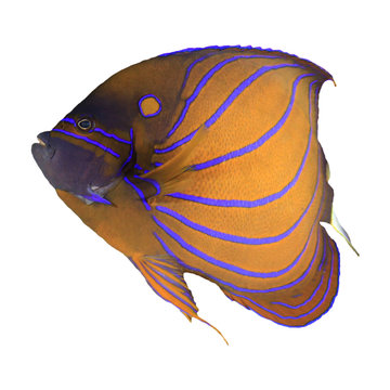 Bluering Angelfish fish isolated on white background 