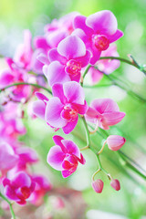 Colorful inflorescence of purple pink orchids flower blooming on branch tree in garden background