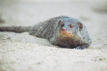 Mangouste ray&eacute;e