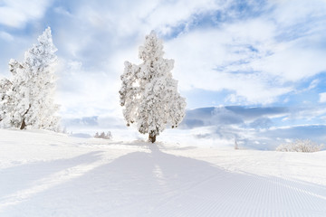 山形蔵王の樹氷 Snow rime in Yamagata Zao,Japan