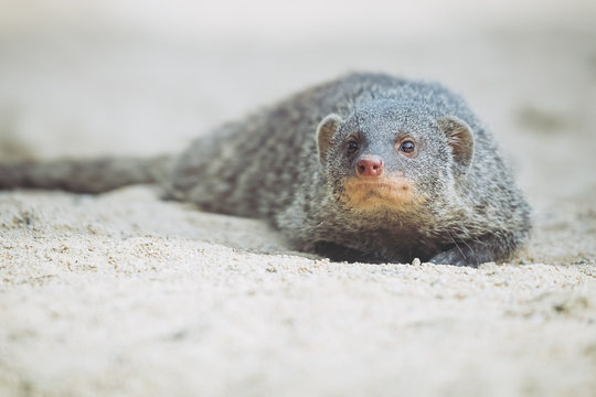 Mangouste ray&eacute;e