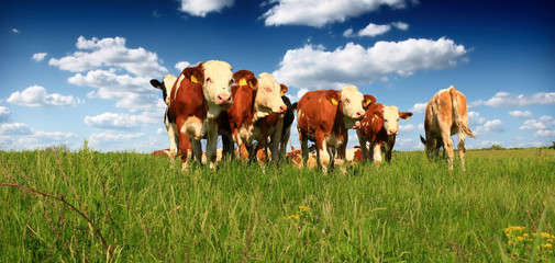 Calves on the field