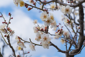 Plum Blossom in Kyoto, Japan