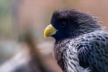 Oiseau Touraco gris