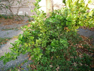 Fototapeta na wymiar Lemon trees, green balls and green leaves.