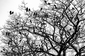 Black crows over a tree in black and white