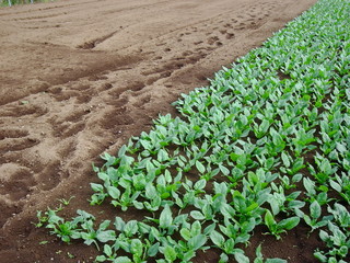 足跡のある畑とほうれん草畑