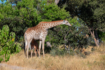 Naklejka na ściany i meble giraffe with calf, Africa wildlife safari