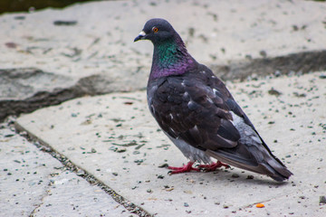 pigeon
