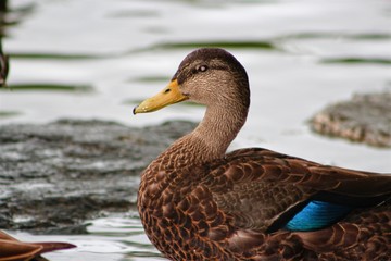 duck