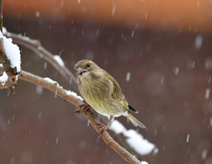 Weiblicher Grünfink