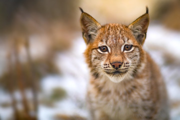Eurasian lynx rests in the forest at early winter © kjekol
