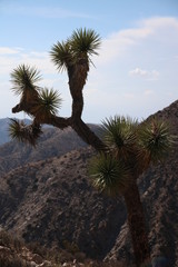 Joshua Tree National Park USA