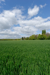 Fototapeta premium niederrheinische Landschaft
