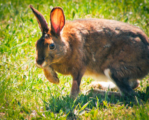 rabbit in the grass