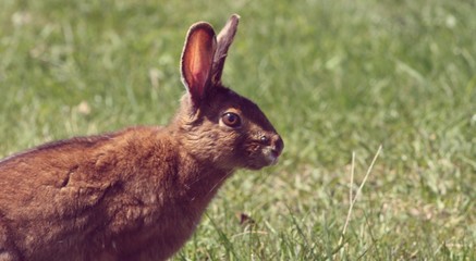 Bunny