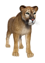 3D Rendering Big Cat Puma on White