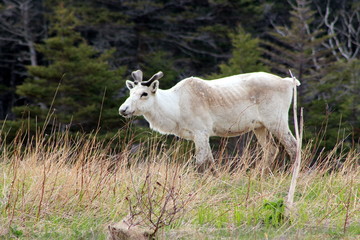 caribou