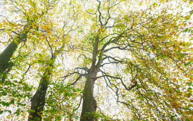Low angle view of big trees in spring or autumn with sun flare