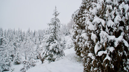snow covered pine trees