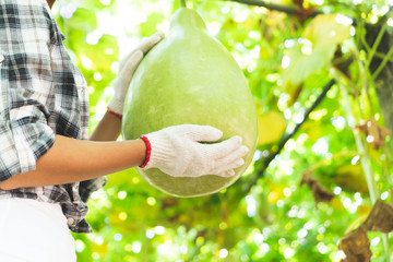 Farmers are checking the quality of agricultural products.