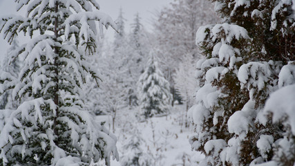 snow covered trees