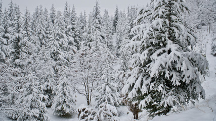 snow covered trees
