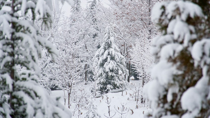 snow covered pine trees