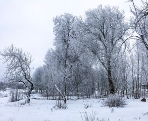 Frost on the brunches of trees and bushes, beautiful snowy winter day