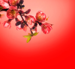 Spring blossom border over red background with copyspace. Chinese new year nature design.