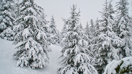 snow covered trees