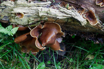 Brown cup fungus, Peziza varia