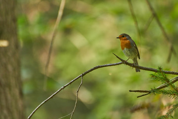 Robin sitting on a branch in the wood